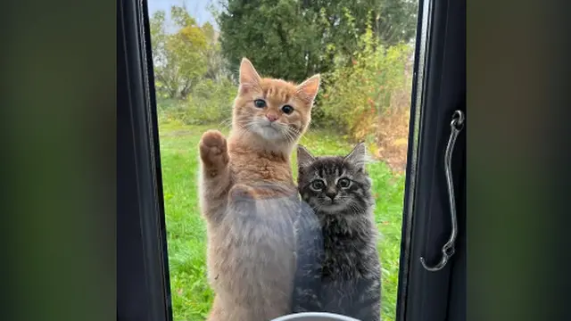 10 Potret Kocak Kucing Lagi Mengintip Ini Terlihat Menggemaskan