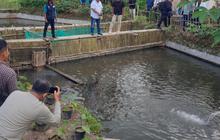 Mengungkap Fakta: Potensi Perikanan Budi Daya Banyuasin Capai Ribuan Hektare, Sumbang Puluhan Ton Ikan Patin Harian!