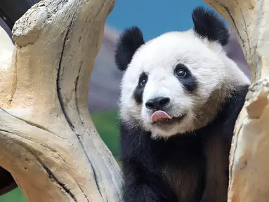 Panda raksasa bernama Qingcheng beraktivitas dalam kandangnya di sebuah kebun binatang di Anshan, Liaoning, China, Kamis (21/5/2020). Dua panda raksasa bernama A'ling dan Qingcheng akan tampil di hadapan publik usai menjalani fase adaptasi. (Xinhua/Yao Jianfeng)