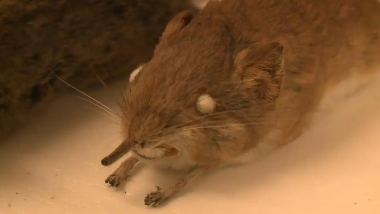 Tikus Unik 'Berbelalai'