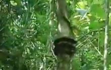 Bukan Cuma Monyet, Ternyata Ular Piton juga Jago Panjat Pohon
