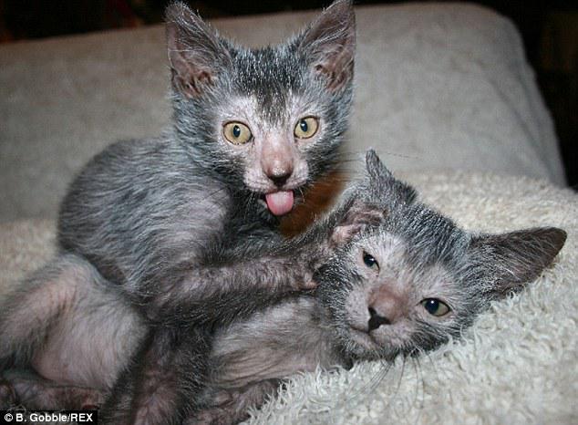 Kucing Lykoi, kucing hasil mutasi yang mirip manusia srigala | Photo copyright Dailymail.co.uk