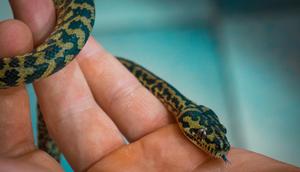 Ilustrasi Ular Kecil. (Foto: Oleksandr Kuzmin/Unsplash)