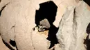 Tengkorak seorang anak terlihat dalam sebuah guci tanah liat, di pemakaman Falyron Delta kuno di Athena, Yunani, 27 Juli 2016. Diduga ini merupakan bukti tradisi Yunani Kuno dalam menguburkan anak-anak dan bayi laki-laki. (REUTERS/Alkis Konstantinidis)