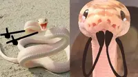 Bukannya Seram, 6 Foto Editan Ular Ini Justru Bikin Kamu Gemas