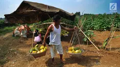 Petani memanen buah timun suri di Desa Kemang, Bogor, Selasa (7/5/2019). Intensitas hujan yang tinggi di Bogor menyebabkan hasil panen buah yang biasa dikonsumsi pada bulan ramadan itu menurun sehingga harga timun suri naik dari Rp 6 ribu per buah jadi Rp 12 ribu per buah. (merdeka.com/Arie Basuki)