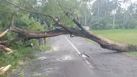 Cuaca Ekstrem di Banyuwangi Sebabkan Pohon Tumbang, Jalur Nasional Lumpuh dan puluhan Rumah Rusak