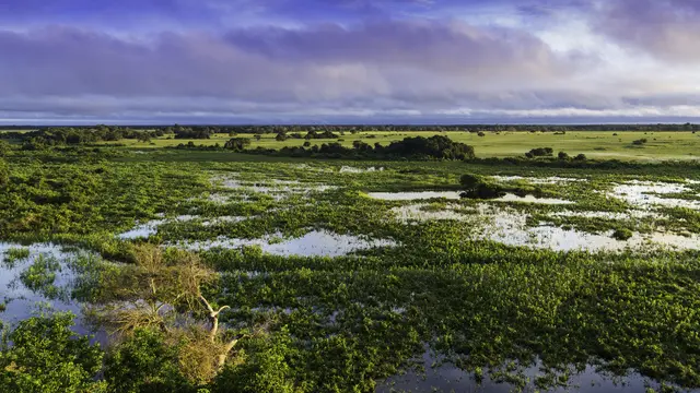 Pantanal, Brazil (Wikimedia Commons)