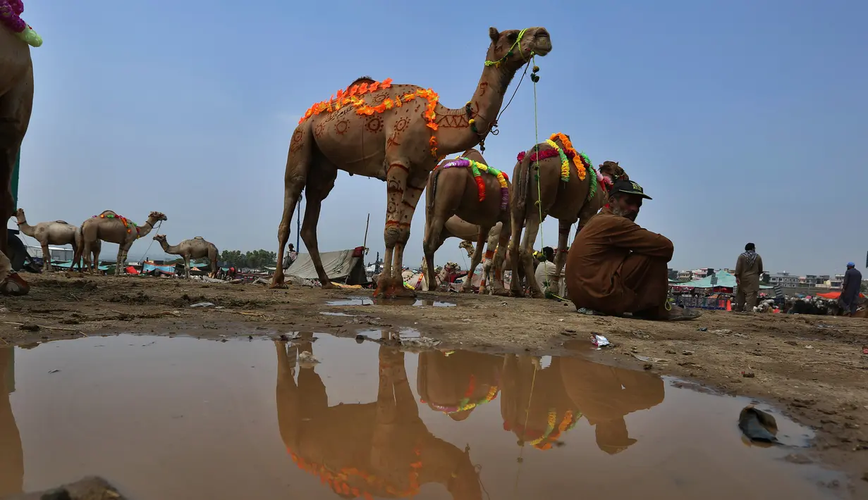 Seorang pedagang duduk di dekat unta yang dihias saat menunggu pembeli di pasar ternak untuk Idul Adha di Islamabad, Pakistan, Minggu (26/7/2020). Para pedagang menghias unta agar hewan kurban yang dijualnya dilirik pembeli. (AP Photo/Anjum Naveed)