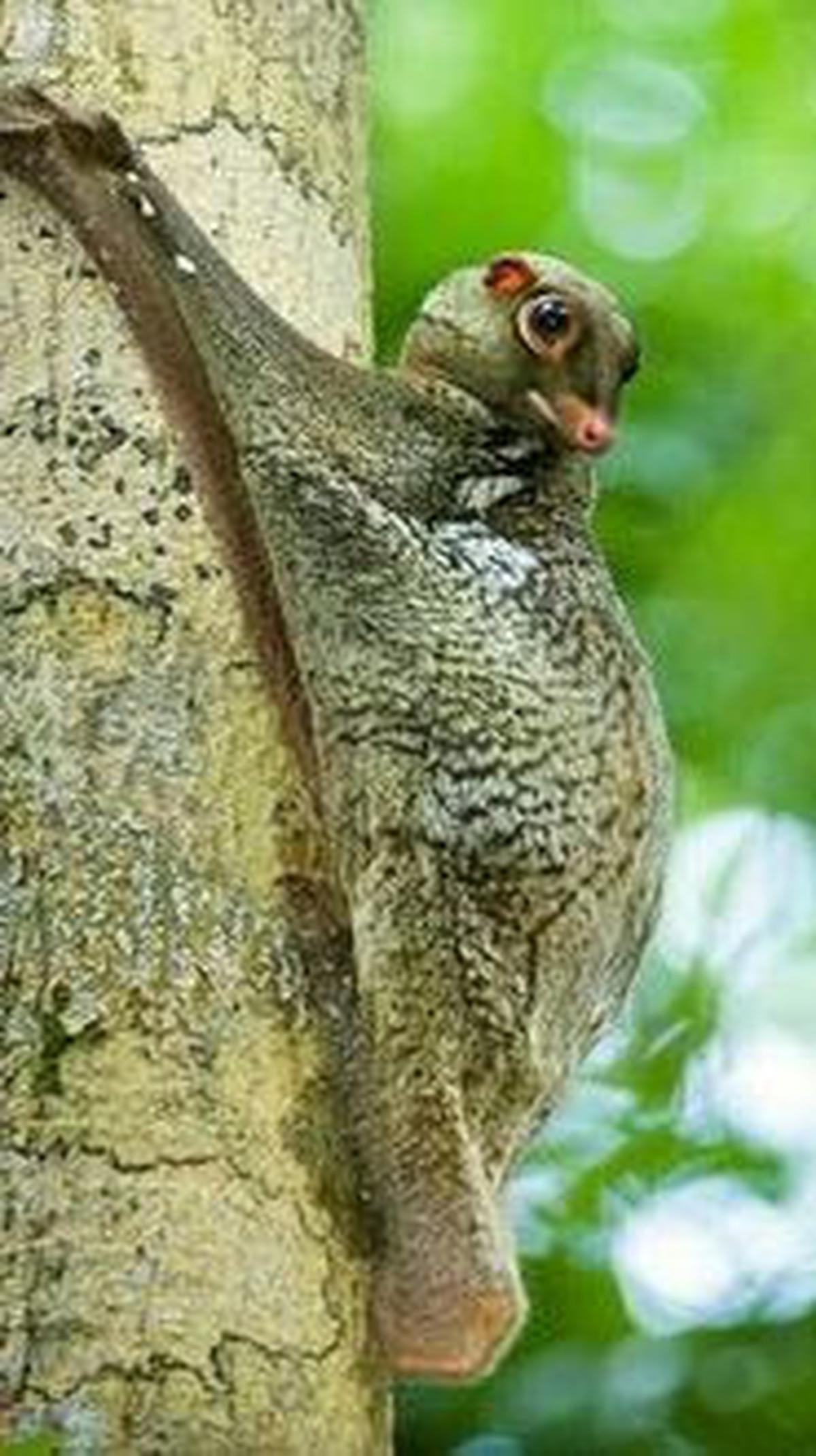 <b>Lemur Terbang</b>