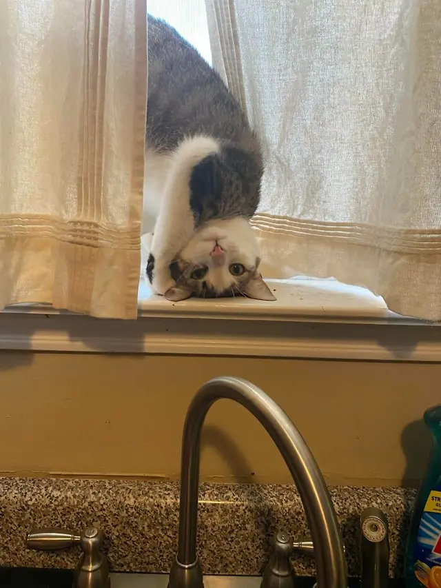 kucing absurd