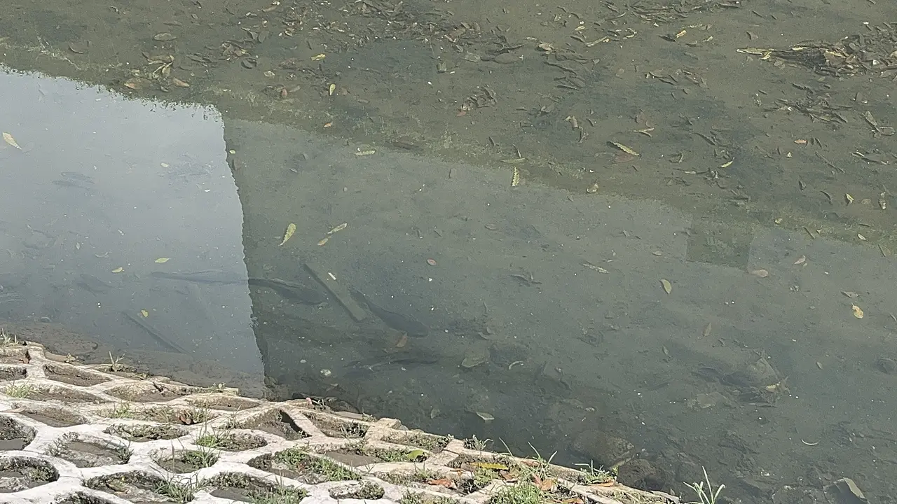 Populasi ikan sapu-sapu di Kali Cideng sekitar Bundaran HI, Jakarta Pusat (Jakpus) masih terlihat mendominasi kali.