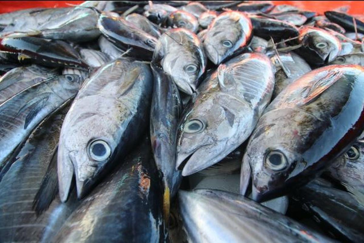 Ini 5 Makanan Termahal di Dunia, Ternyata Kunyit Masuk Daftar