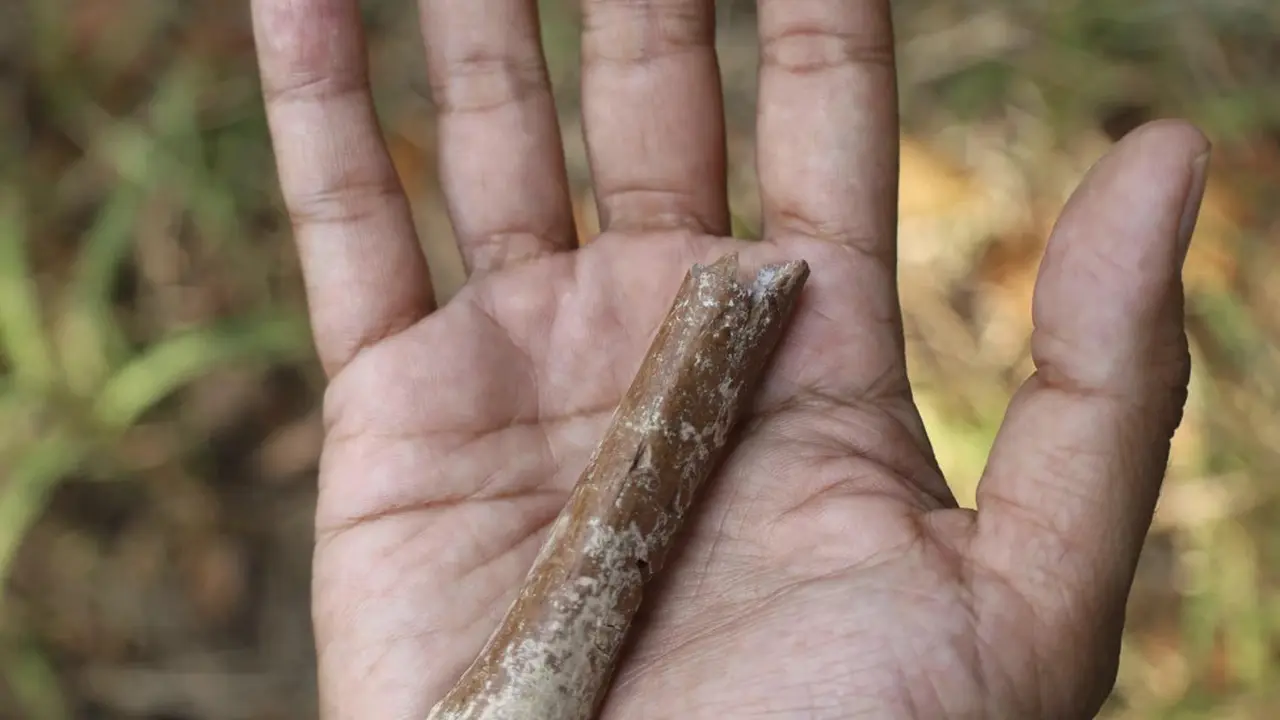 Fosil Homo Floresiensis 2