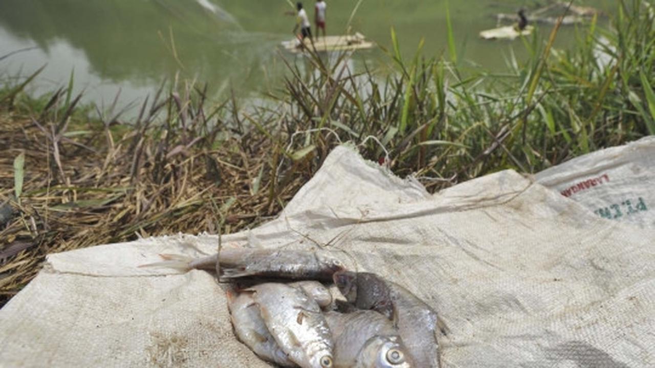 Berkah kemarau bagi pencari ikan di Sungai Cisadane