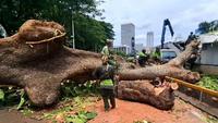 Pohon Tumbang Timpa Lintasan MRT, Pramono: Angin Kencang, Tercabut Sampai Akar