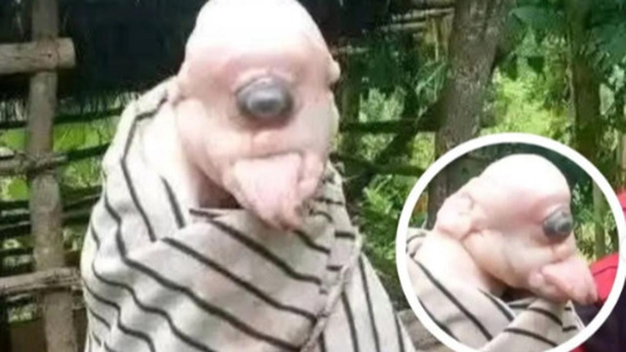 Penampakan Anak Babi Bermata Satu di NTT, Ramai Dibilang Mirip Manusia
