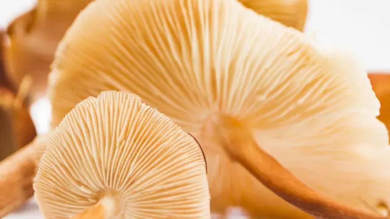 5 Jenis Seafood Rendah Kolesterol yang Aman Dikonsumsi