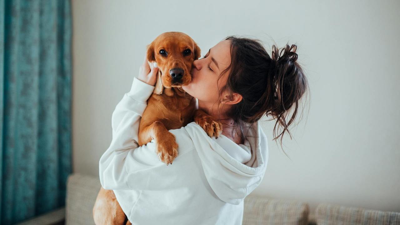 Dog and Owner