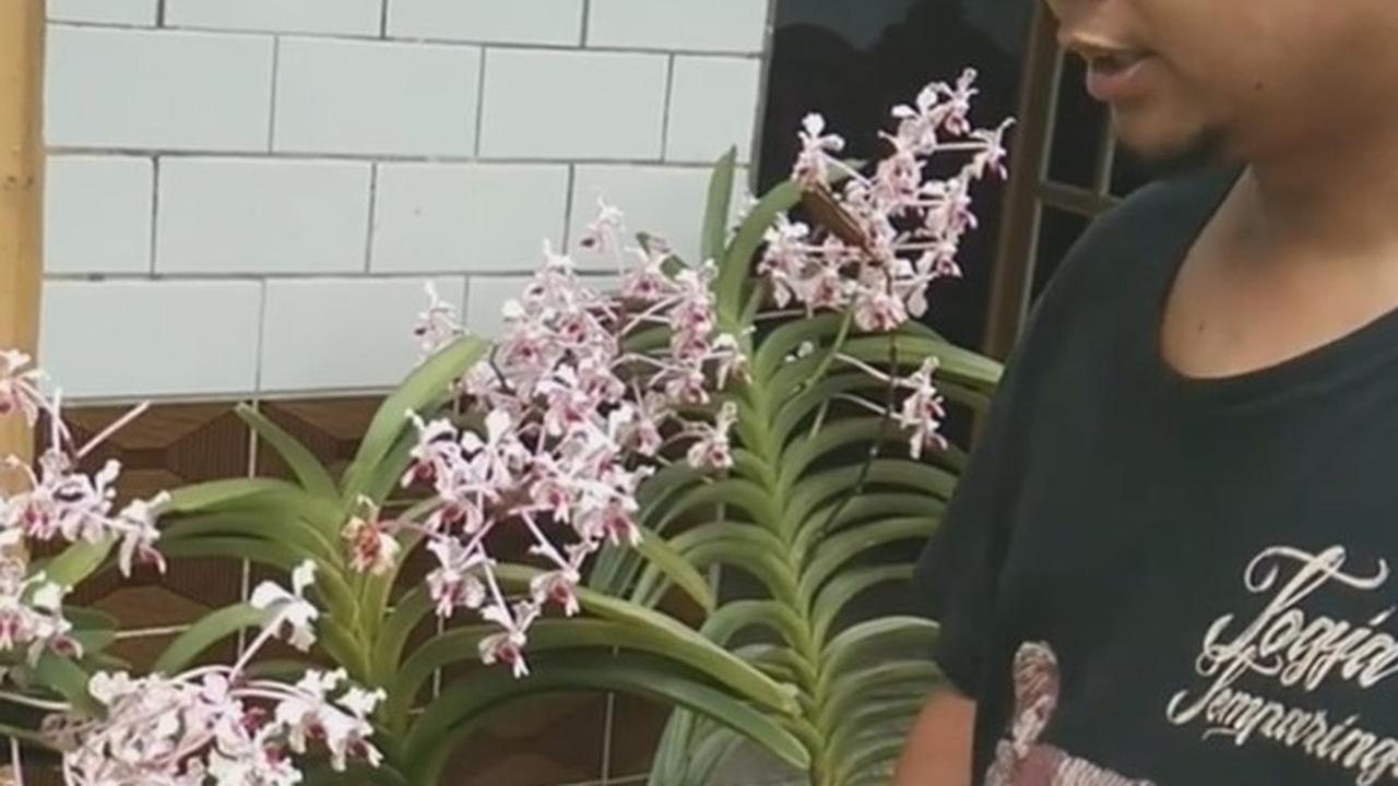 Anggrek Vanda Tricolor