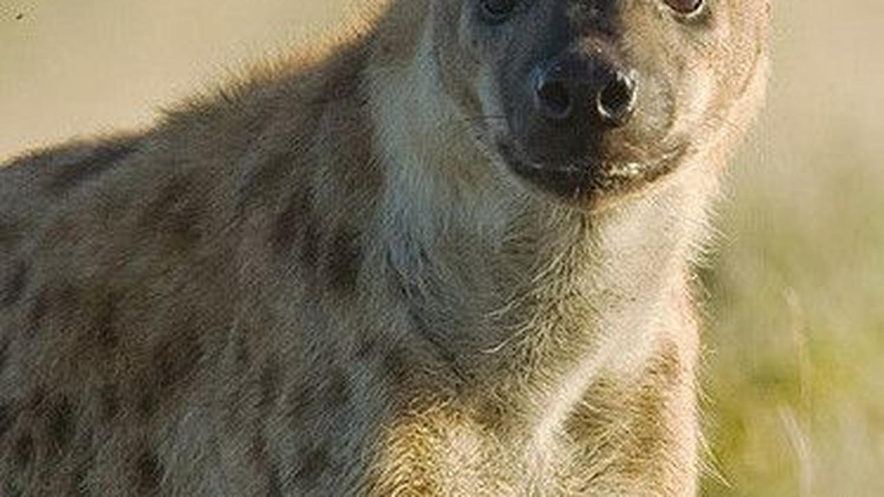 9. Hyena Tutul