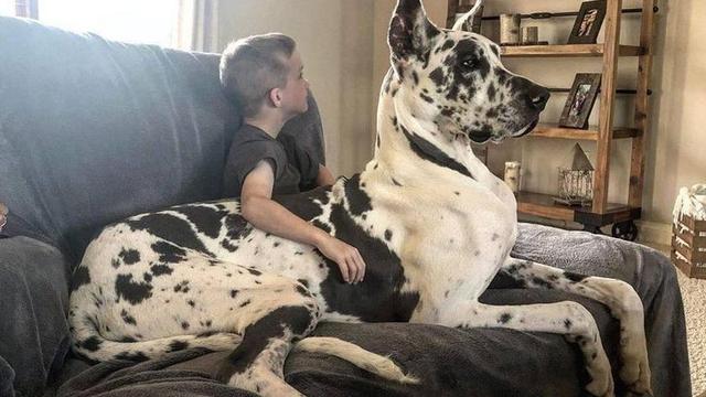 6 Potret Ukuran Tubuh Hewan Peliharaan Lebih Besar dari Majikan Ini Bikin Melongo