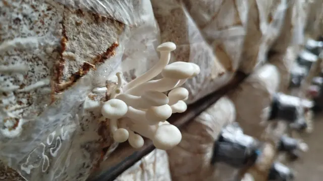 Budidaya Jamur Tiram di Mr Mushroom Klaten