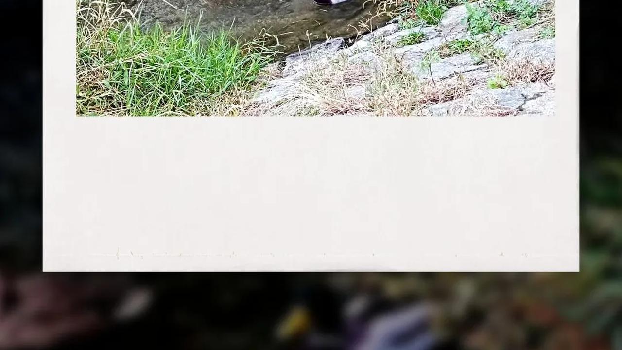 2. Nama Kamo-gawa berarti "sungai itik".