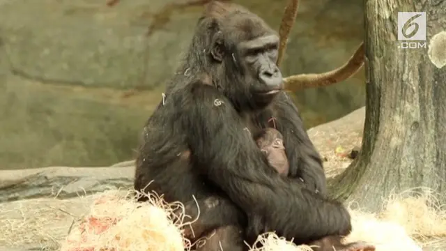 The Chicago Zoological Society telah mengumumkan bahwa seekor gorilla dataran rendah barat di kebun binatang Brookfield telah melahirkan seekor bayi perempuan.