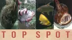 (Liputan6.com)
