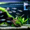 Cara Menjernihkan Air Aquarium Tanpa Kuras yang Ampuh dan Aman untuk Ikan