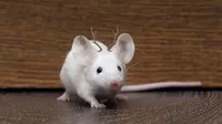 Penampakan Tikus Bertanduk Mini Hasil Rekayasa Ilmuwan (Sumber: Ilustrasi IFL Science)
