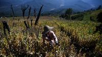 Petani bekerja di sebuah ladang opium di Hopong, Shan, Myanmar, Minggu (3/2). Ladang opium ini banyak dijumpai di wilayah yang sedang dirundung konflik etnis di Myanmar. (Ye Aung THU/AFP)
