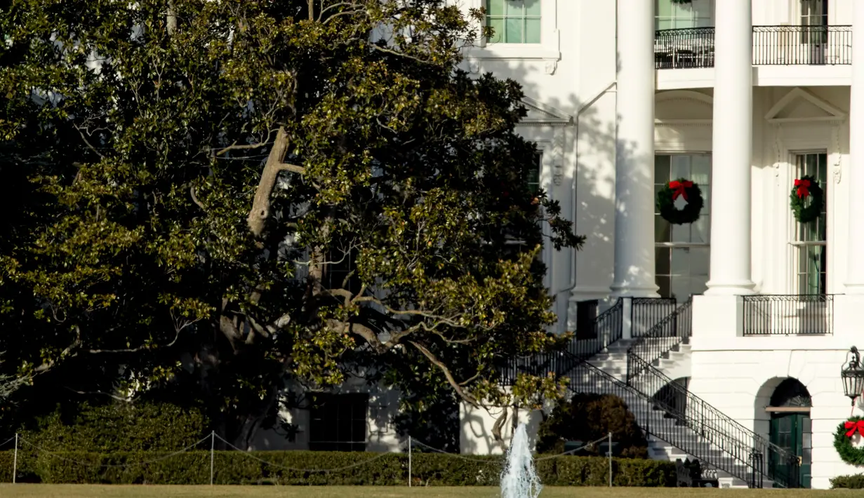Sebagian dari pohon Magnolia Jackson yang telah ditanam sejak tahun 1835 di sisi barat halaman Gedung Putih, Selasa (26/12). Struktur pohon sudah sangat membahayakan, bahkan untuk dapat berdiri, pohon itu membutuhkan penopang buatan. (AP/Andrew Harnik)