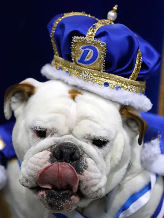 Prudence mengenakan mahkota setelah dinobatkan sebagai pemenang dalam kontes Drake Relays Beautiful Bulldog ke-38 di Des Moines, Iowa (23/4). (AP Photo / Charlie Neibergall)