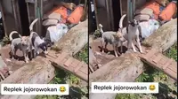 Viral Perjuangan Kurir Antar Paket Penuh Lika-Liku, Seram Digonggong Anjing (Twitter/sundastruggle)