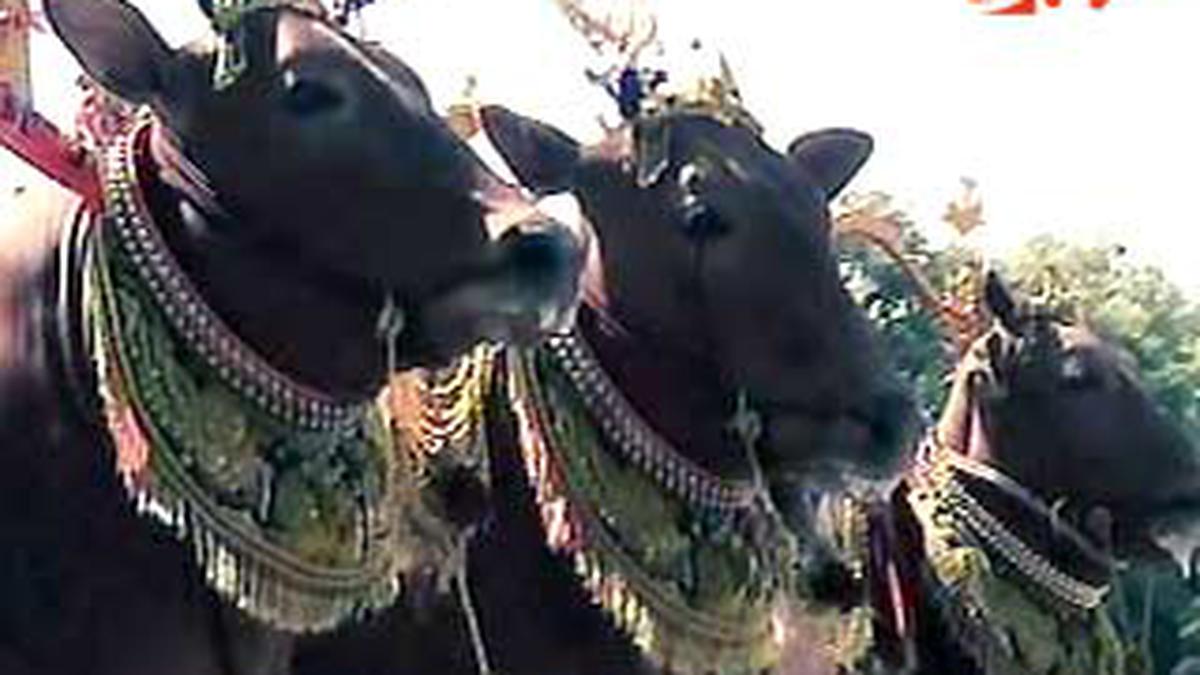 Martabat di Dunia Sapi
