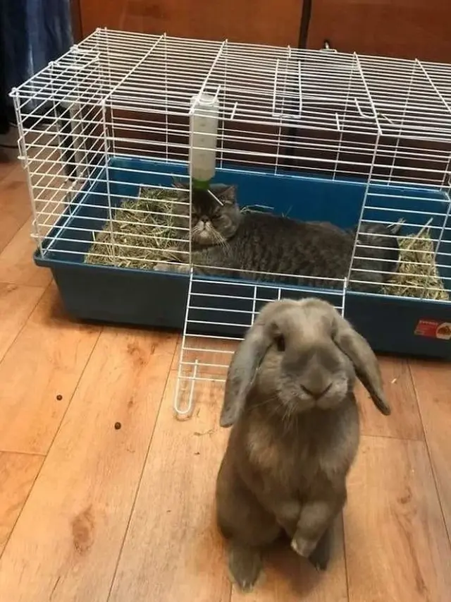 kucing tidur di tempat tak semestinya