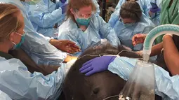 Suasana proses melahirkan seekor gorila, Philadelphia, Jumat (2/6). Pihak Kebun Binatang Philadelphia sengaja mendatangkan tim dokter agar hewan langka tersebut, ibu dan bayinya bisa selamat. (AP Photo)