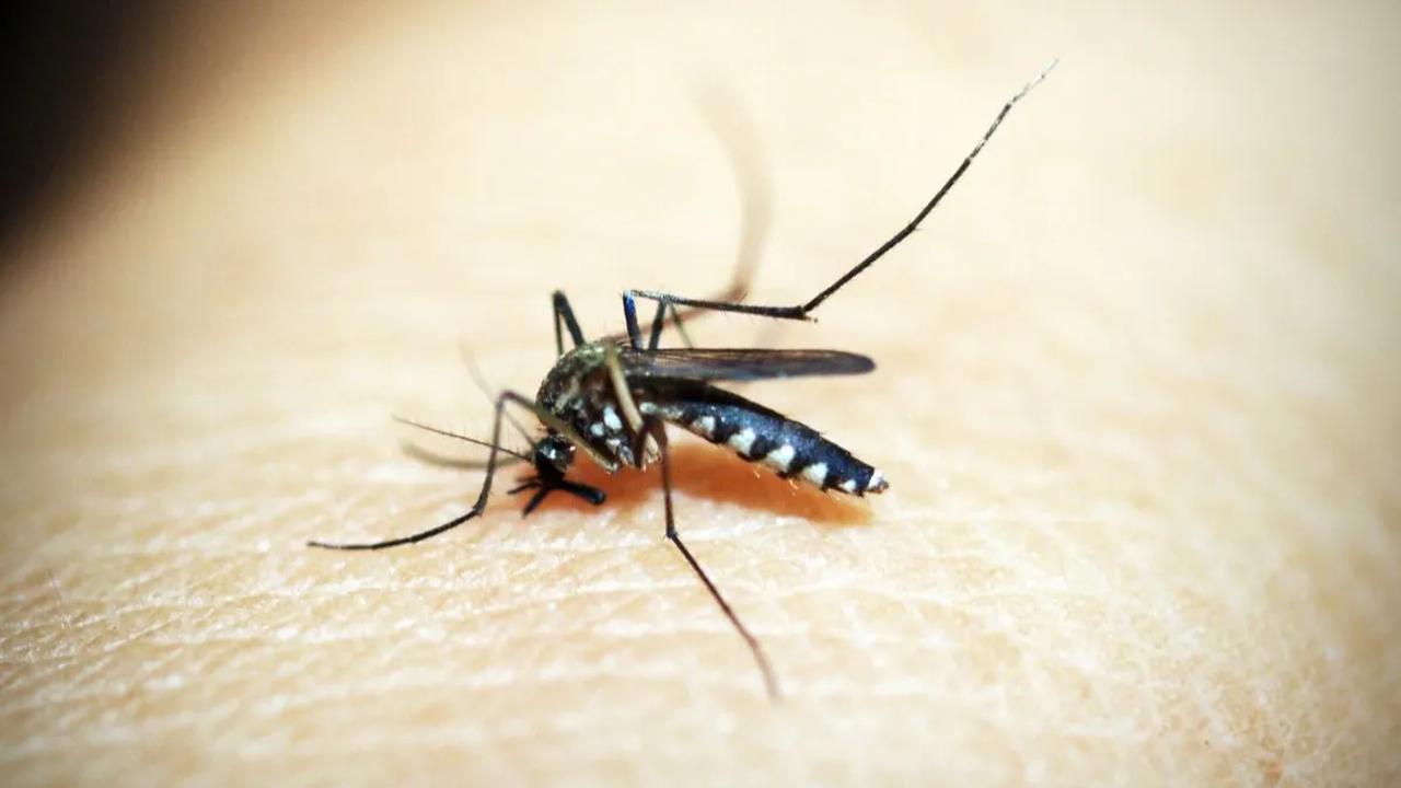 Menurut Uut, pendekatan wolbachia telah terbukti mengurangi secara signifikan kejadian penyakit demam berdarah dan kebutuhan rawat inap bagi penderita penyakit tersebut.&nbsp;<br><br>