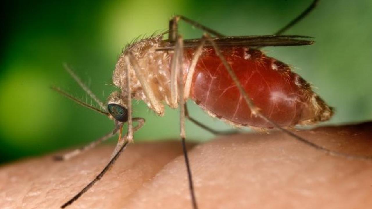 Ada Robot Membantu Peperangan Melawan Penyakit Malaria