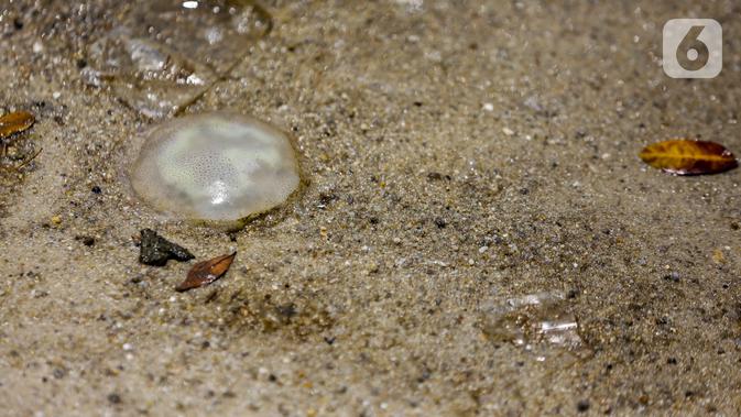 Ubur-ubur hasil tangkapan petugas di Pantai Lagoon, Ancol Taman Impian, Jakarta, Rabu (9/10/2019). Kawanan ubur-ubur yang bermunculan berjenis Spotted Jellyfish, Blubber, dan Sea Netle. (Liputan6.com/Faizal Fanani)