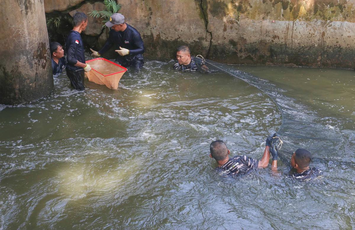 FOTO: TNI AL Bantu  Memusnahkan Ikan Sapu Sapu di Setu babakan
