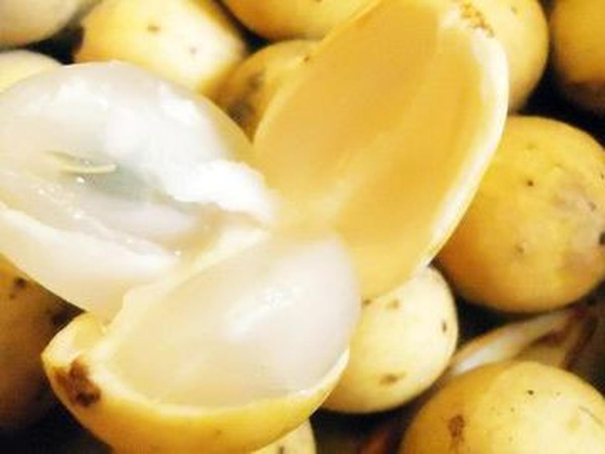Manfaat Buah Duku untuk Ibu Hamil
