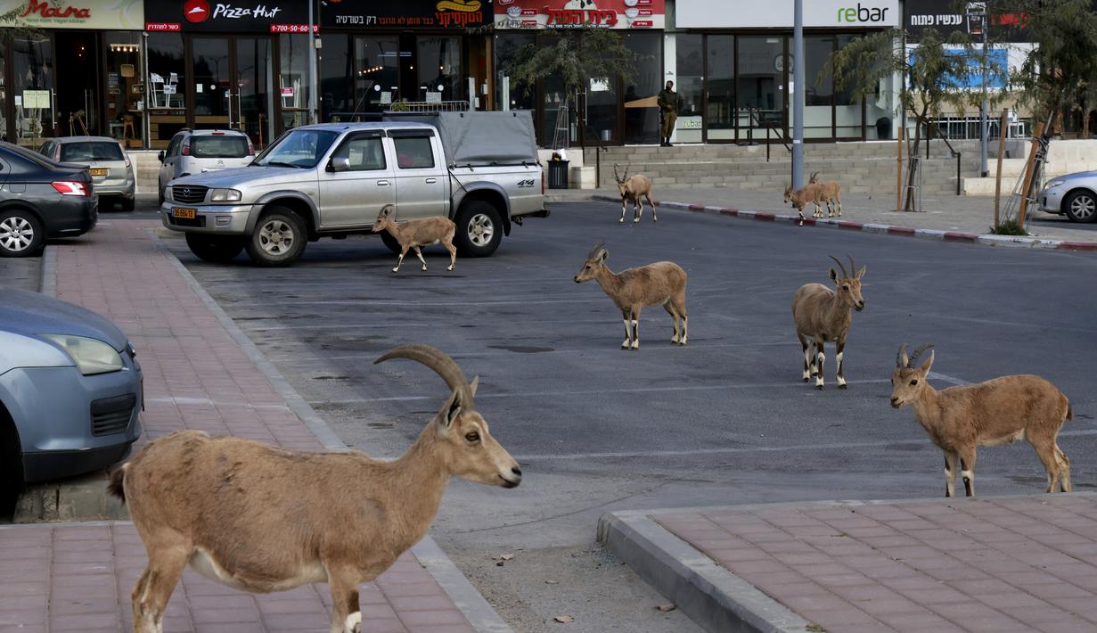 Nubian ibexes, sejenis kambing gurun, berkeliaran di jalanan selama ockdown di Kota Mitzpe Ramon, Israel (4/2/2021). Penerapan lockdown ini membuat kambing gurun berkeliaran di tengah kota ketika warga dibatasi aktivitasnya. (AFP/ Menahem Kahana)