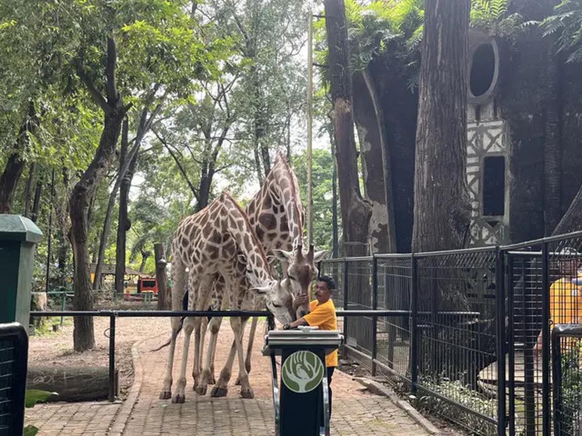 Harga Tiket Masuk Taman Margasatwa Ragunan, Buka Malam Hari Mulai Sabtu 11 Oktober 2025