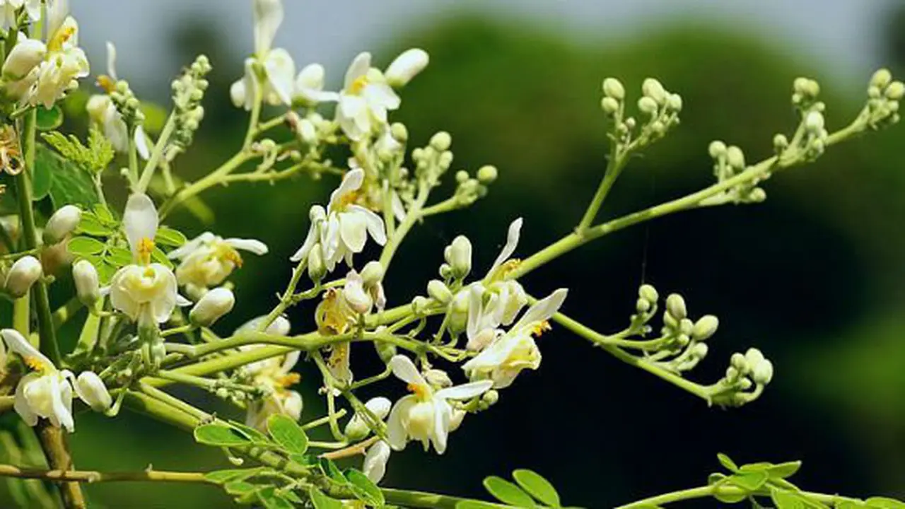Moringa oleifera/Wikimedia Commons