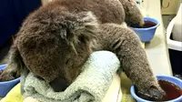 Kebakaran hutan di Australia menghacurkan habitat koala dan mengancam keberlangsungan hidup hewan ini. (sumber: BBC)