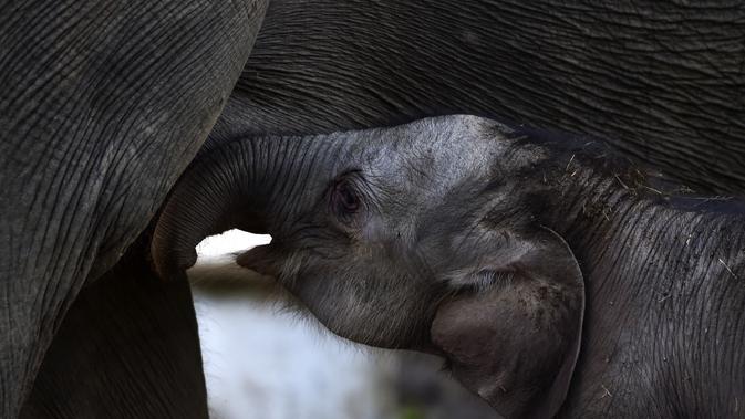 Bayi gajah sumatera yang baru lahir meminta ibunya bernama Suci (30 tahun) untuk menyusui di Unit Respons Konservasi Alue Kuyun di Meulaboh, provinsi Aceh (27/7/2019). Bayi gajah ini merupakan anak ke dua dari induk Suci. (AFP Photo/Chaideer Mahyuddin)