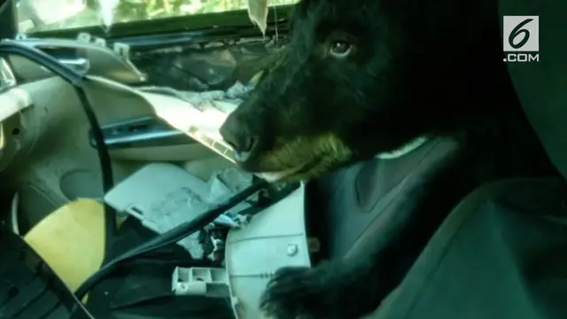 Para turis di Colorado, Amerika Serikat diimbau untuk selalu waspada dan mengunci mobil usai insiden dimana seekor beruang liar masuk ke dalam mobil.